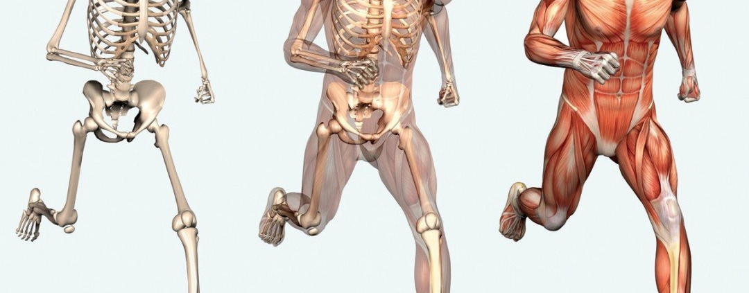 Muscle Imbalance - PhysioSpain - Physiotherapy / Osteopathic treatment